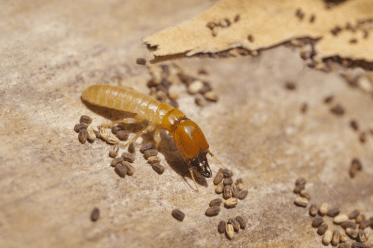 termite infestation